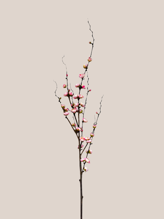 Plum Blossom