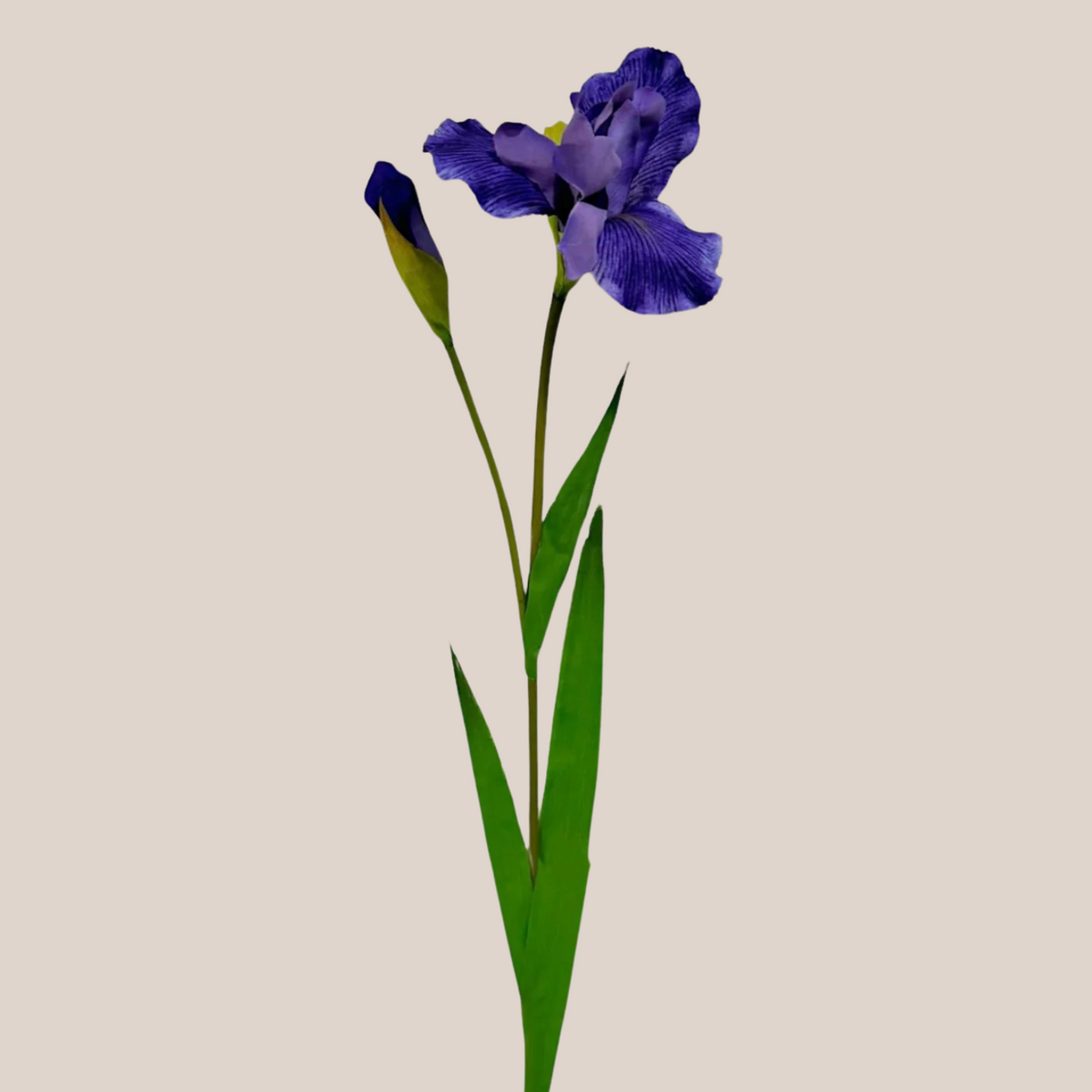 Iris S
