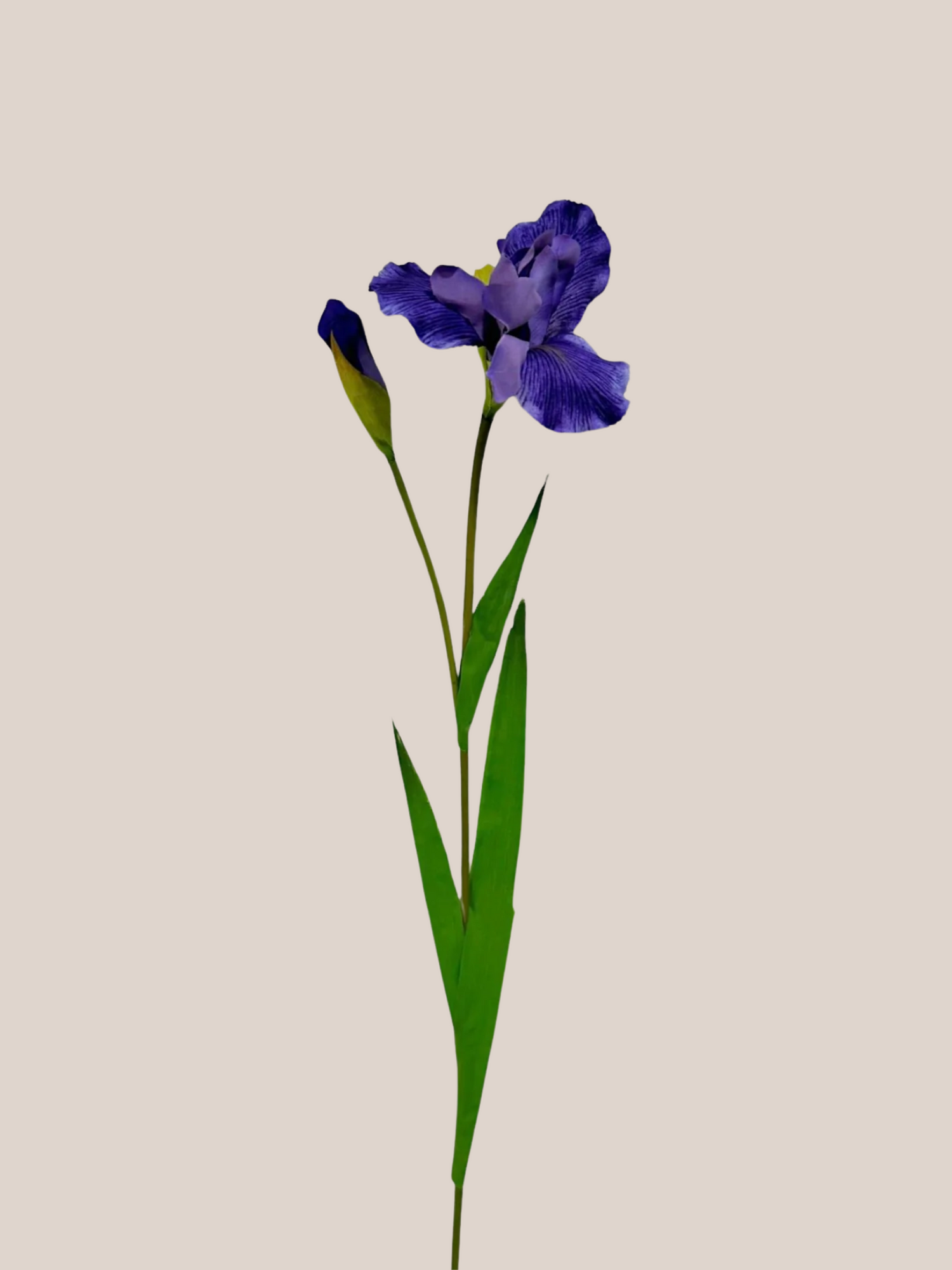Iris S