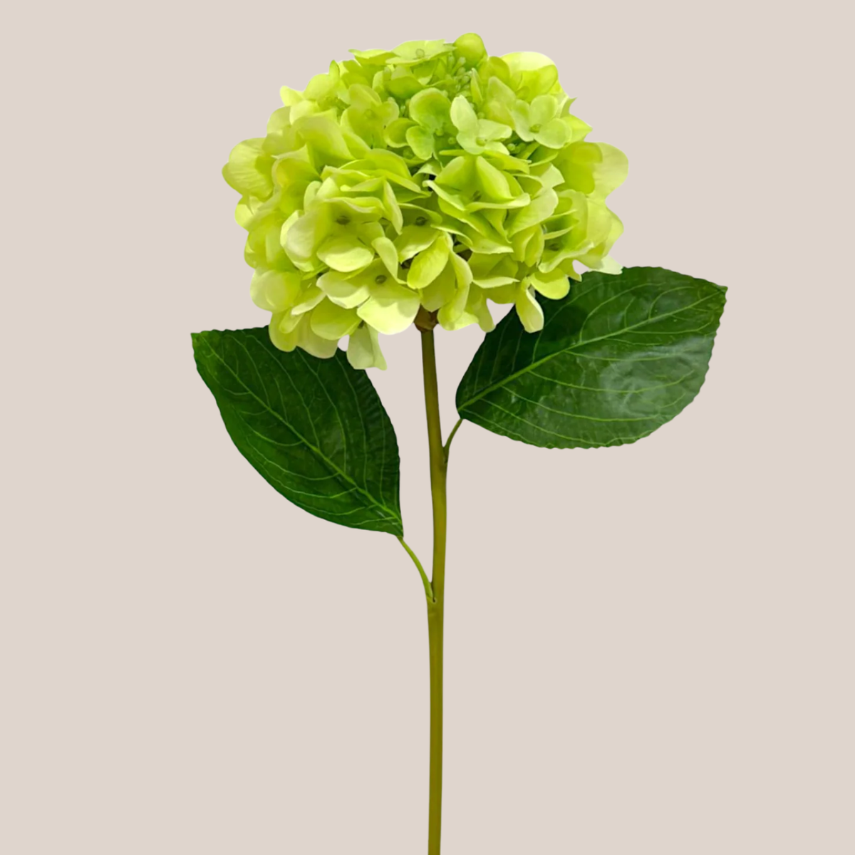 Hortensia RT Verde