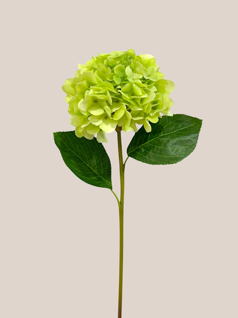 Hortensia RT Verde