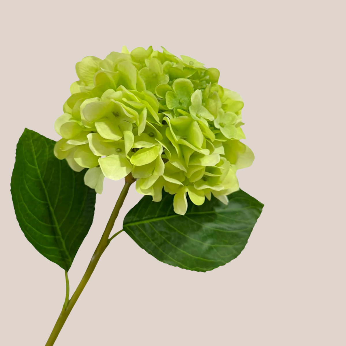 Hortensia RT Verde