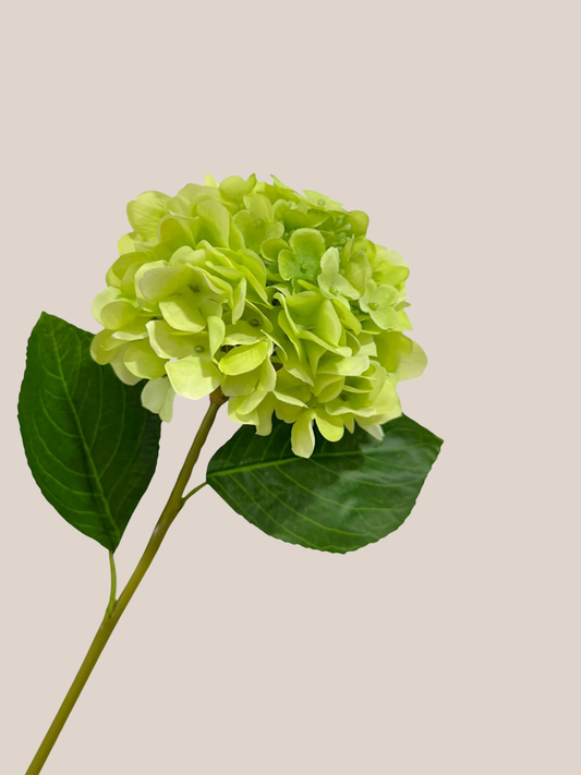 Hortensia RT Verde