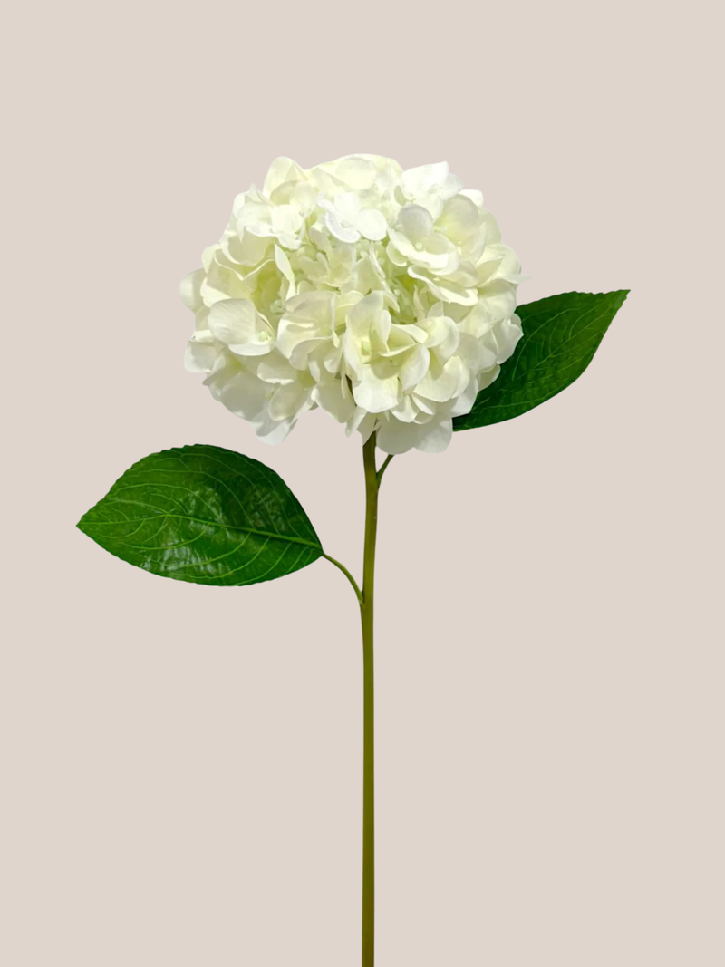 Hortensia RT Blanca