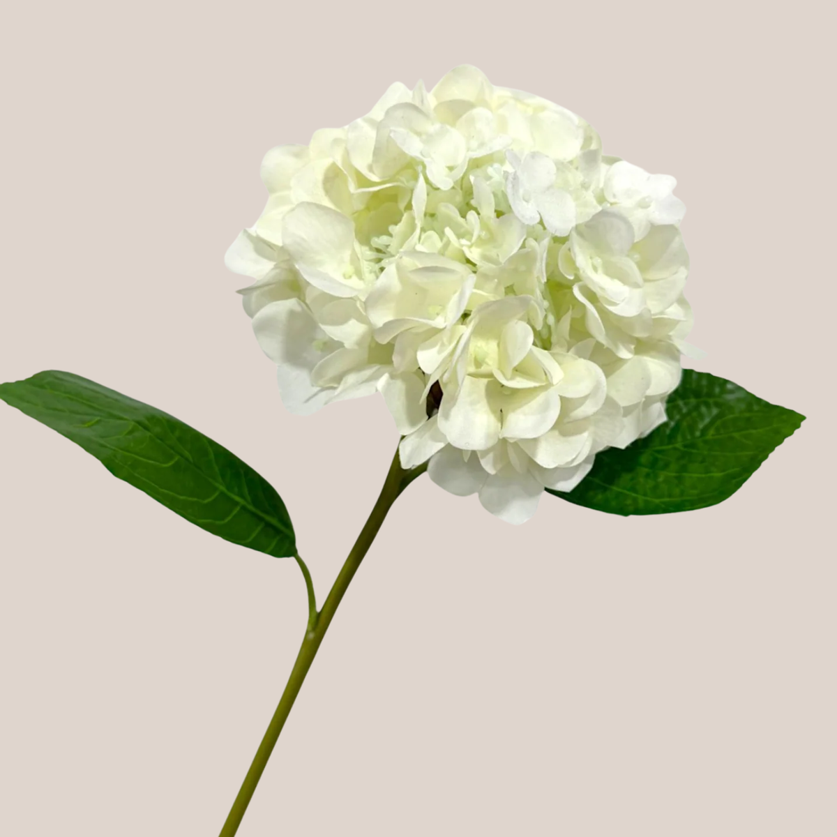 Hortensia RT Blanca