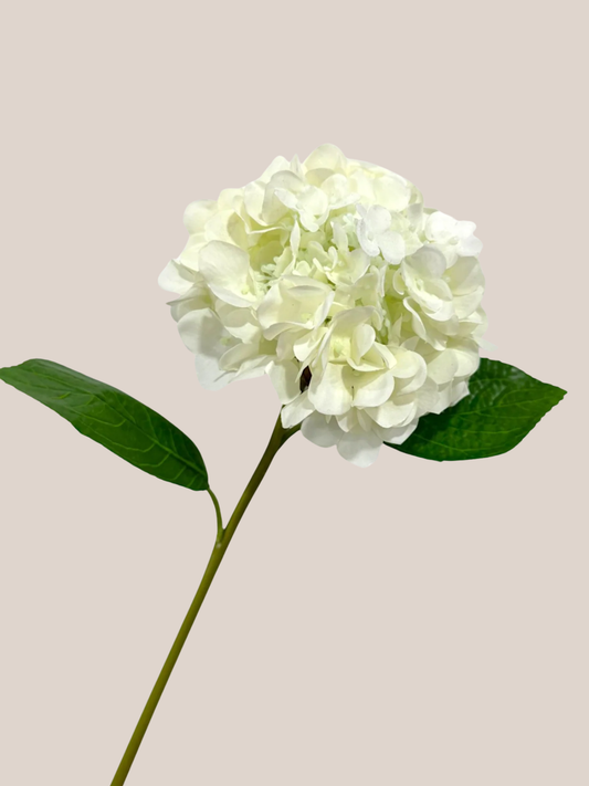 Hortensia RT Blanca