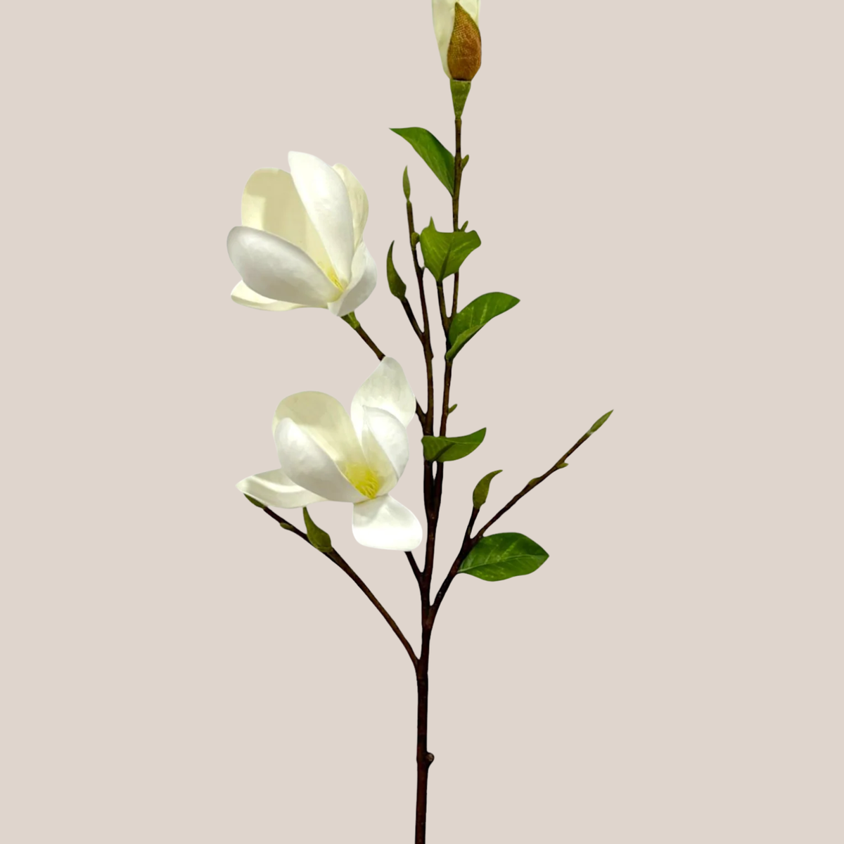 Magnolia x3 Blanca