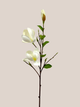 Magnolia x3 Blanca