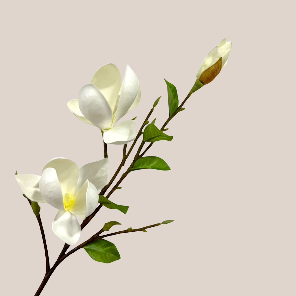 Magnolia x3 Blanca