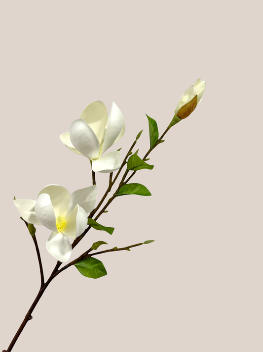 Magnolia x3 Blanca