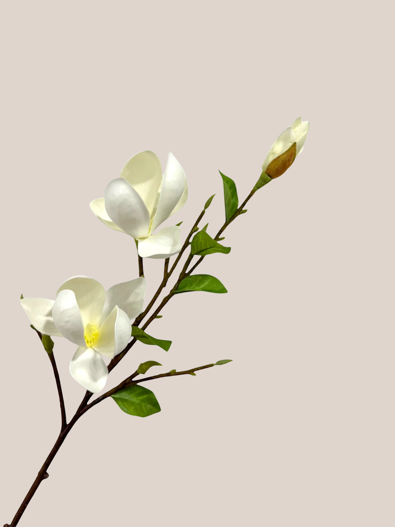 Magnolia x3 Blanca
