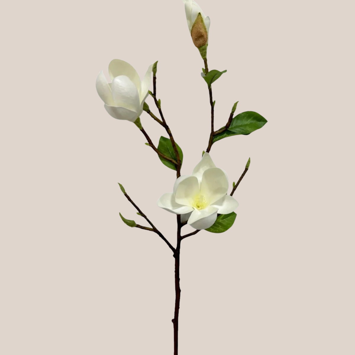 Magnolia x3 Blanca