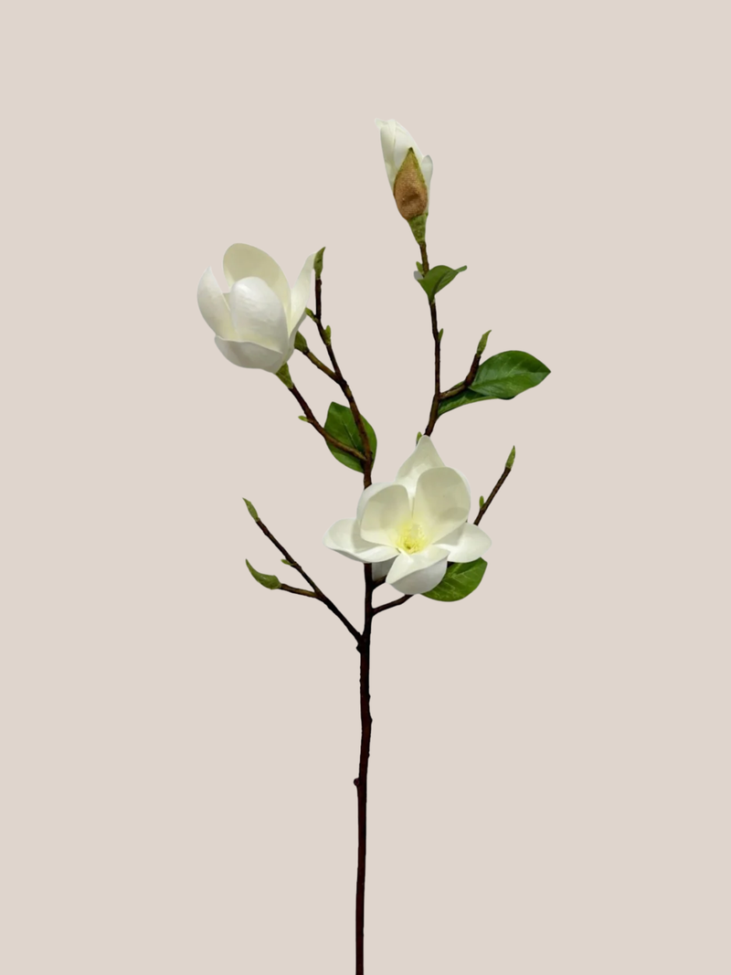 Magnolia x3 Blanca