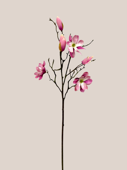 Magnolia x3 Rosada