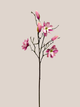 Magnolia x3 Rosada