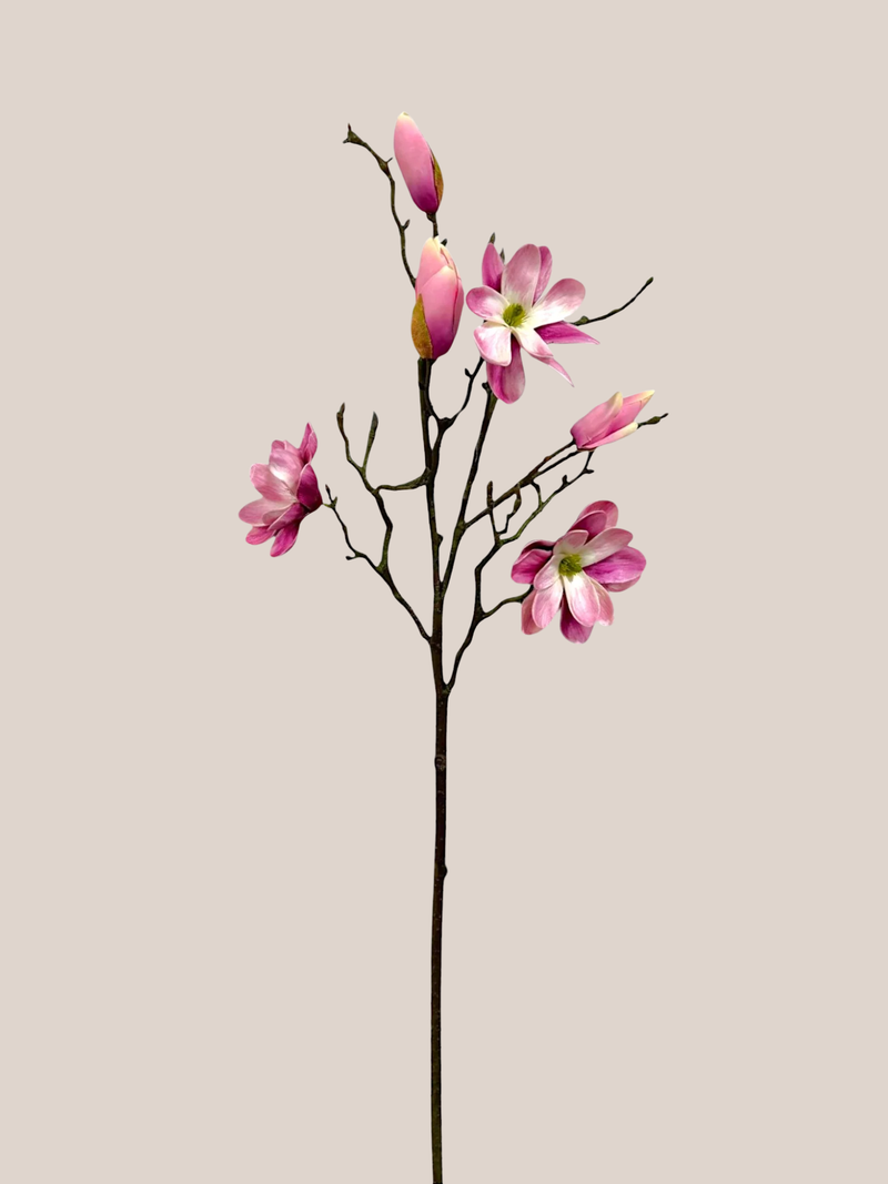Magnolia x3 Rosada