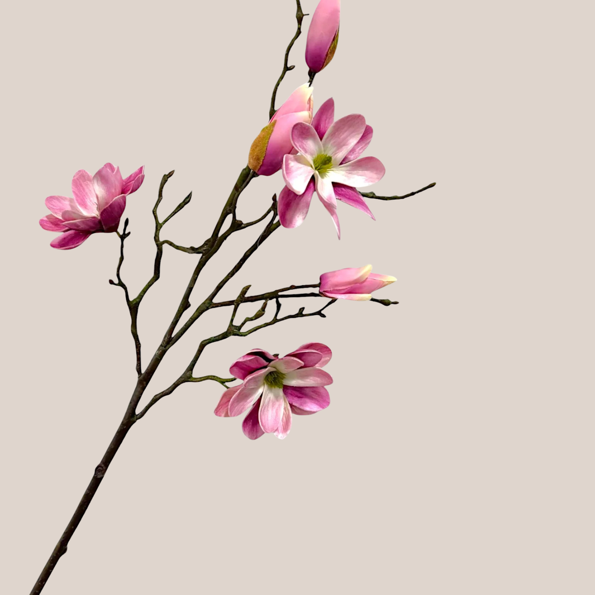 Magnolia x3 Rosada