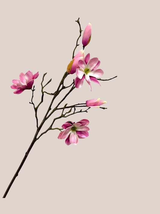 Magnolia x3 Rosada