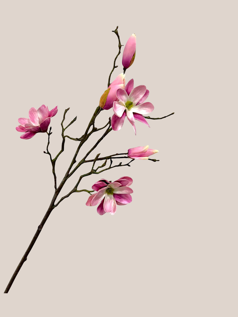 Magnolia x3 Rosada