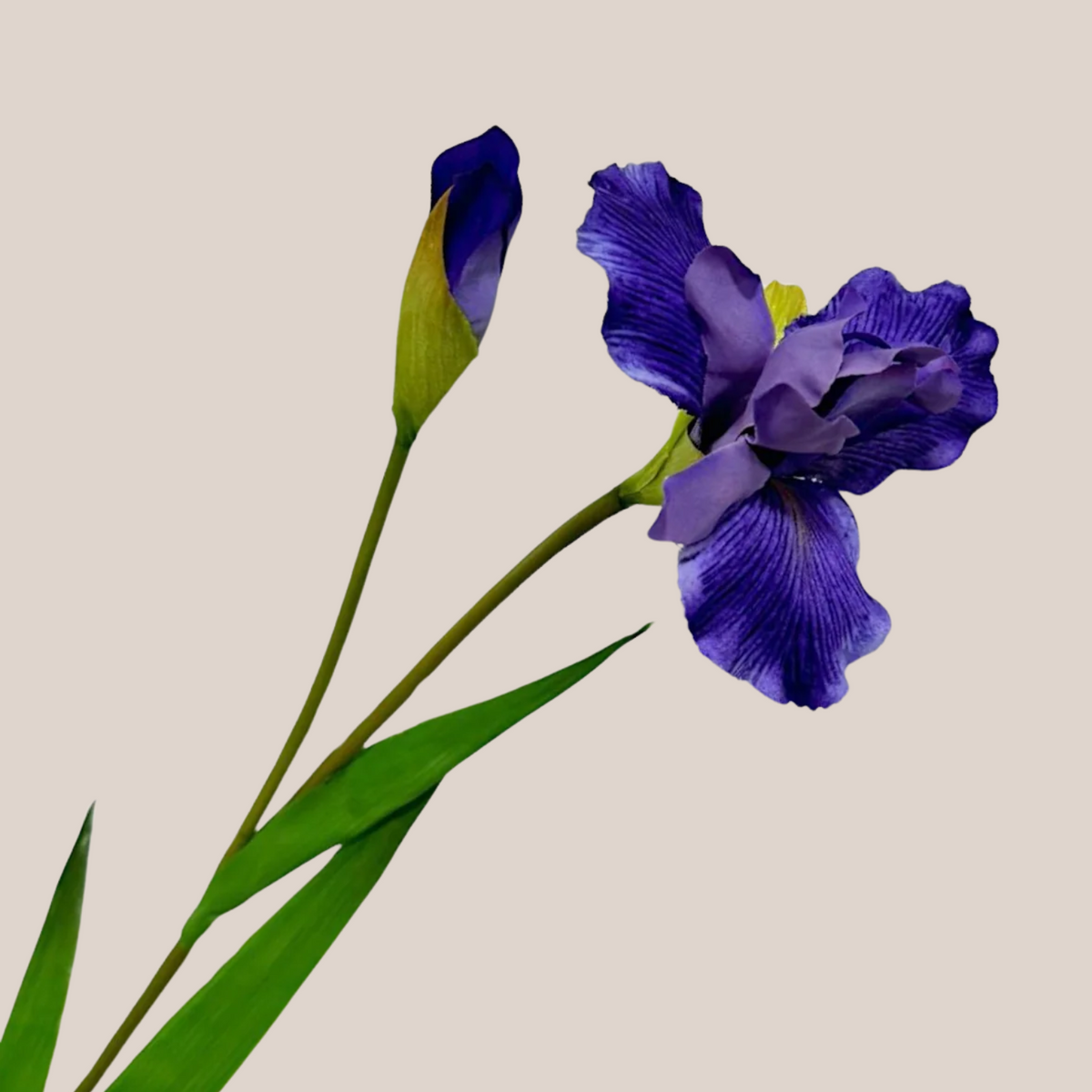 Iris S