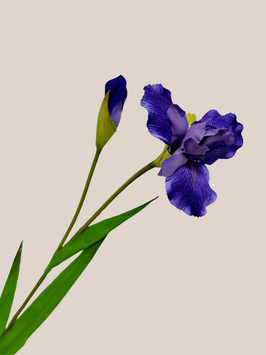 Iris S