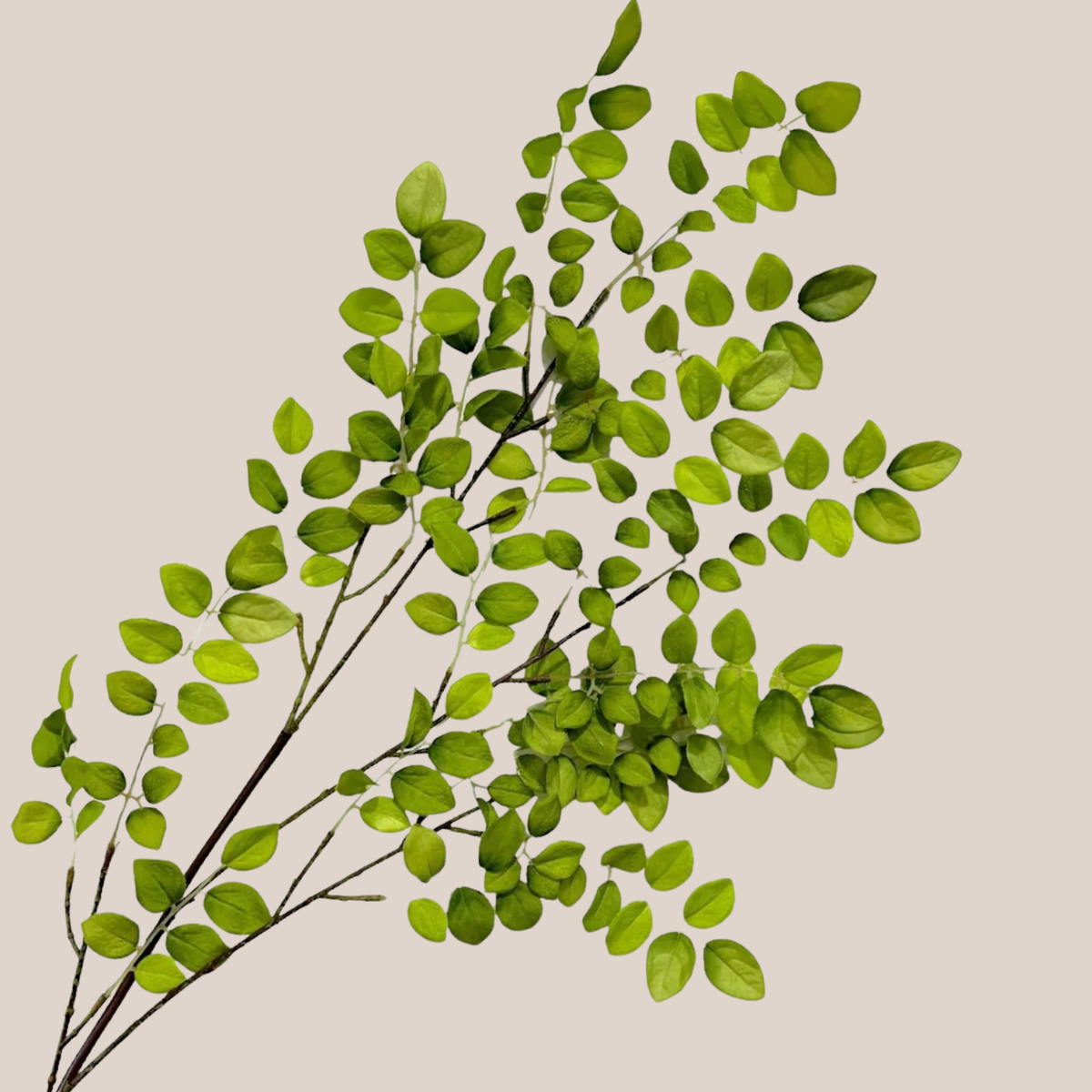 Hojas de Breynia