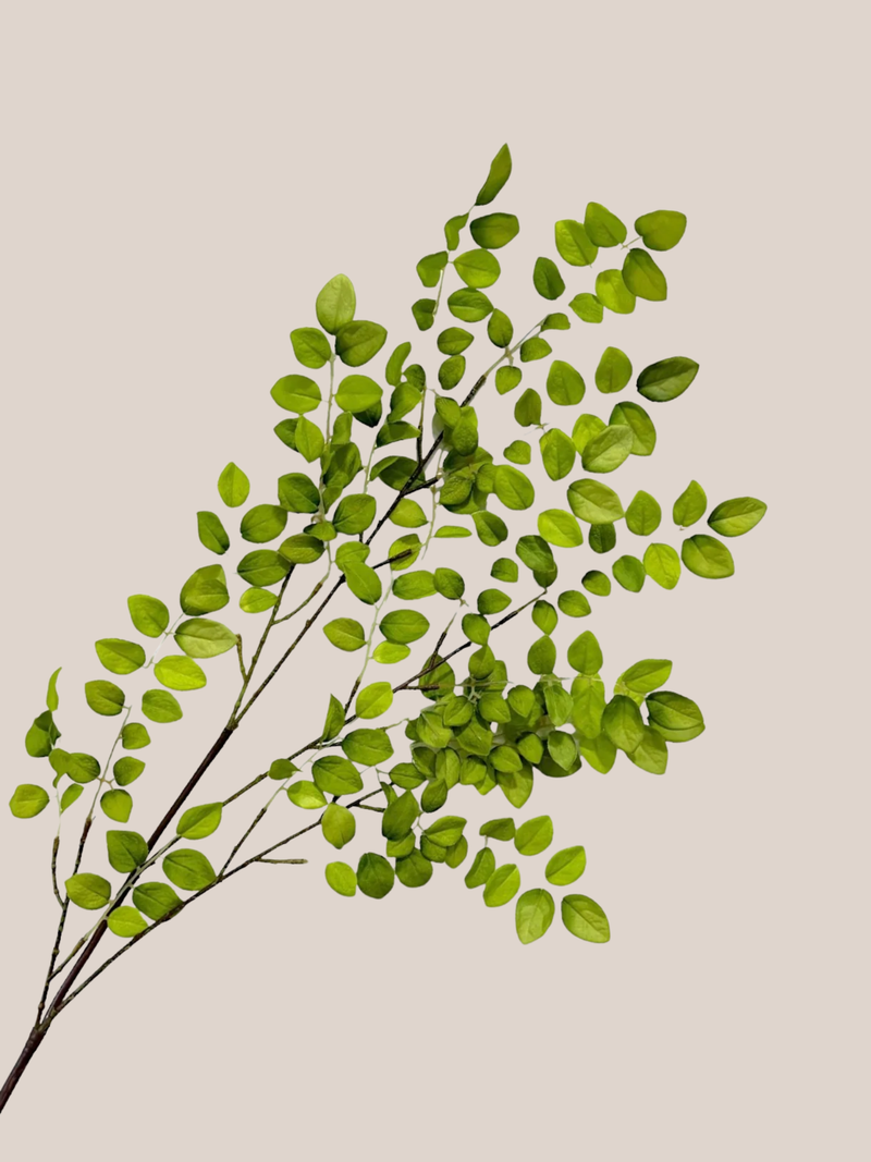Hojas de Breynia