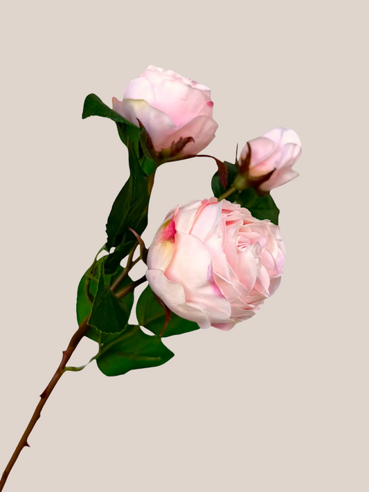 Rosa Rosada
