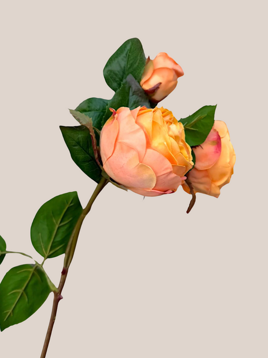 Rosa Naranja