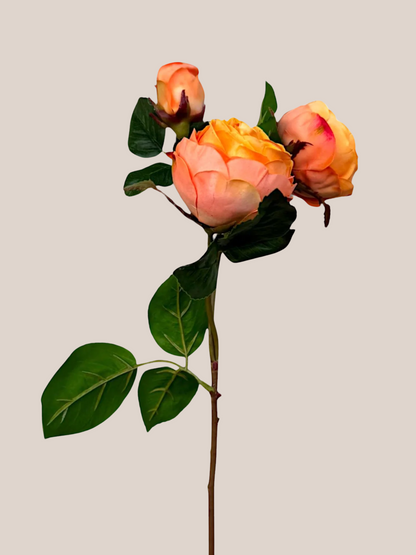 Rosa Naranja