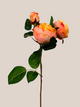 Rosa Naranja