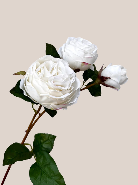Rosa Blanca