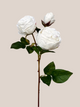 Rosa Blanca