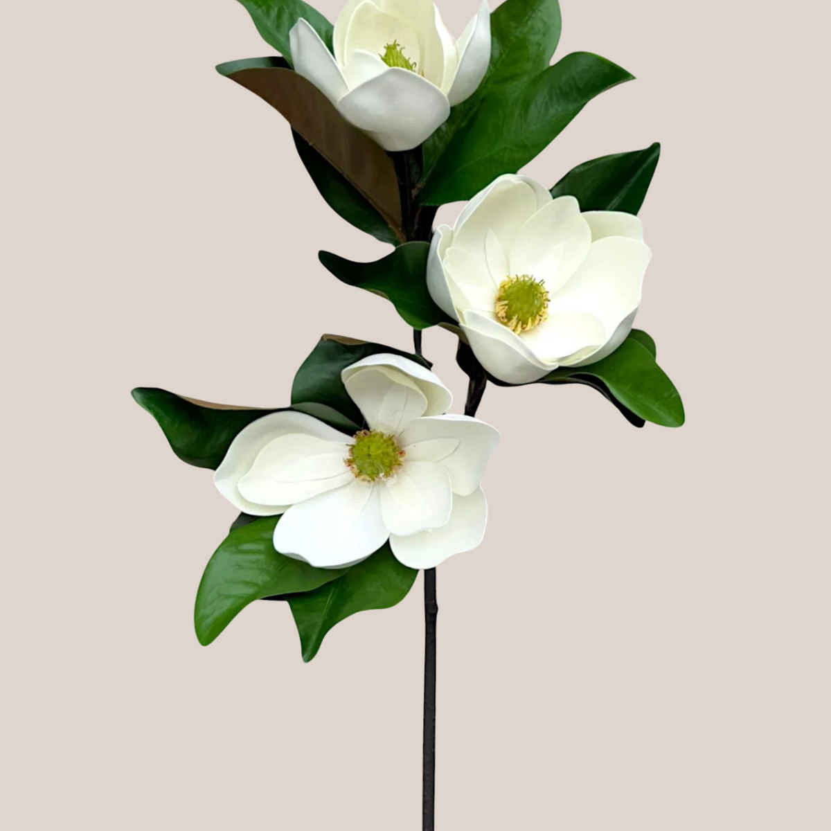 Magnolia