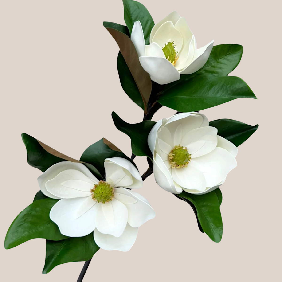 Magnolia
