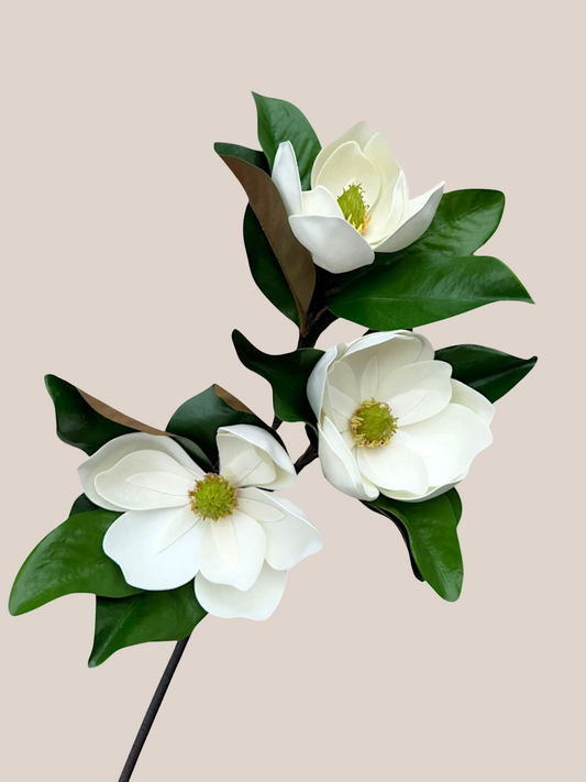 Magnolia