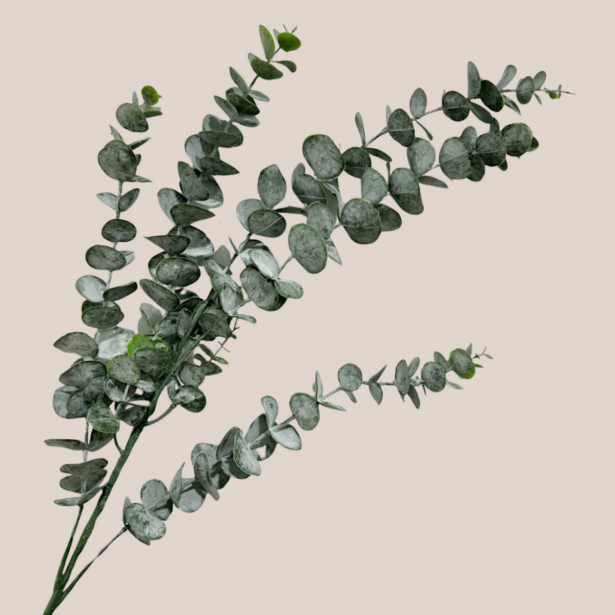Eucalipto L