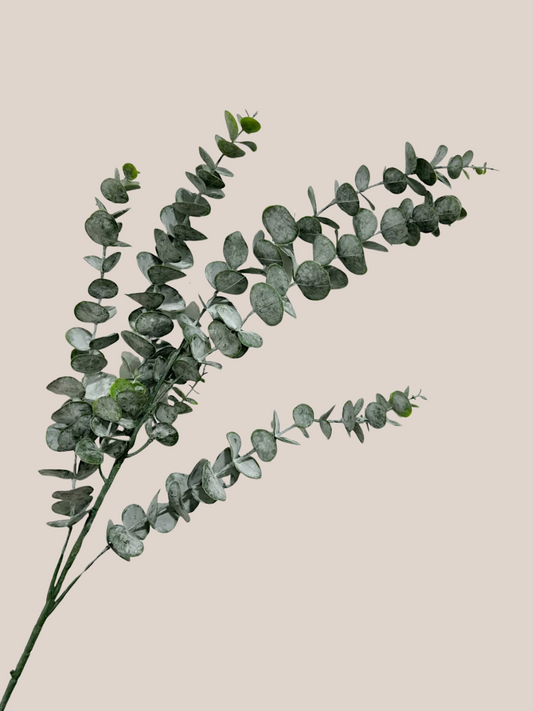 Eucalipto L