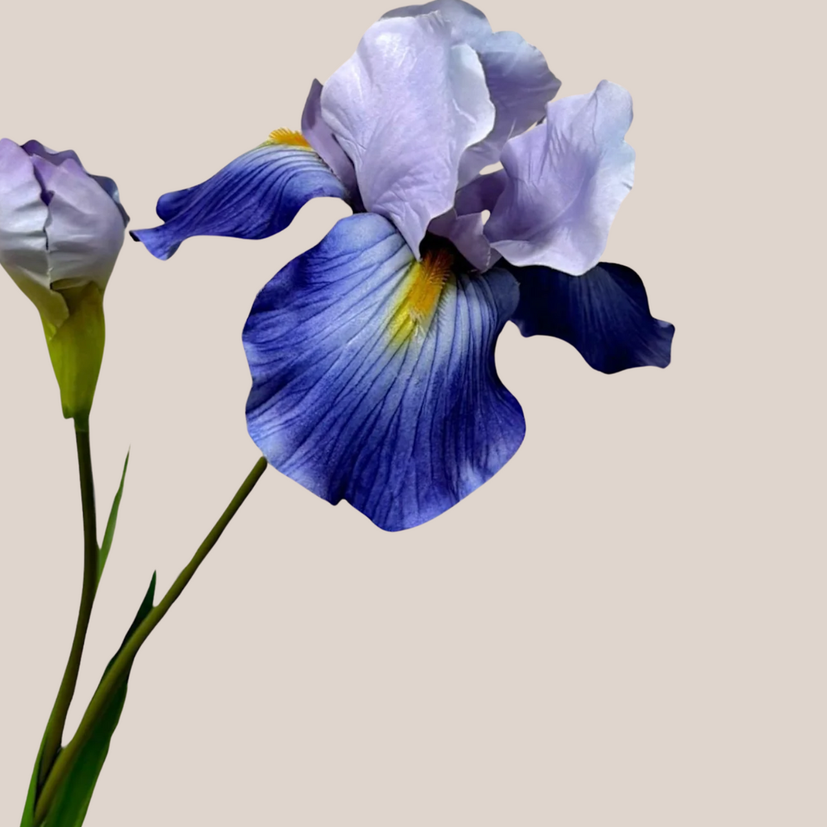 Iris L