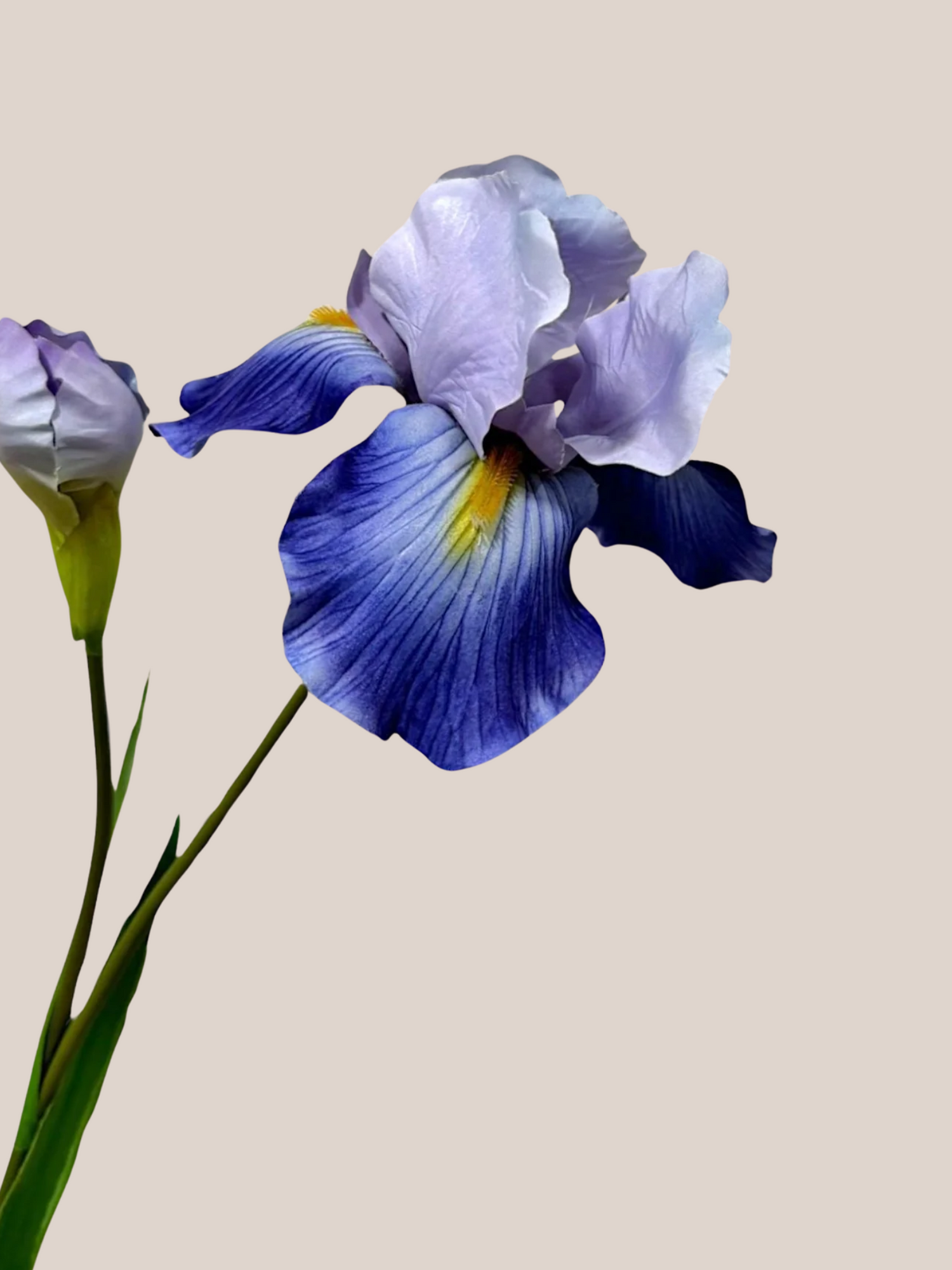 Iris L