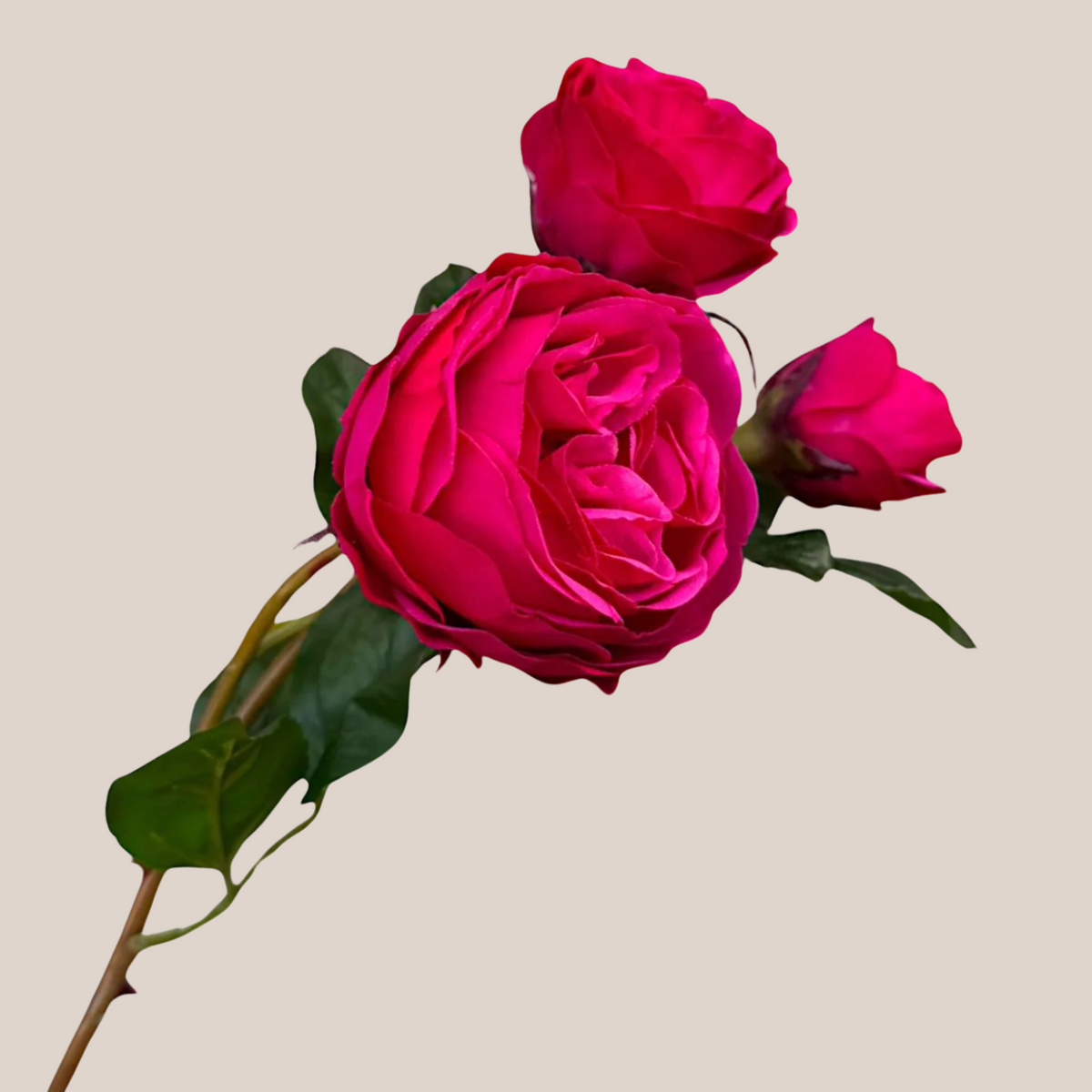 Rosa Fucsia