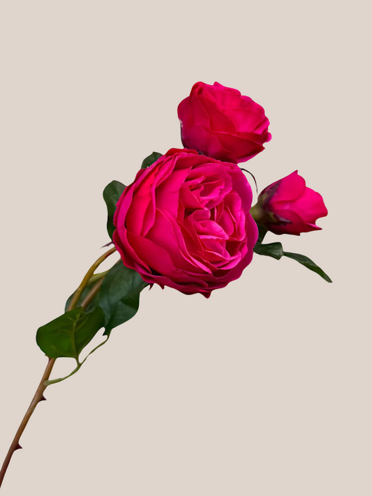 Rosa Fucsia