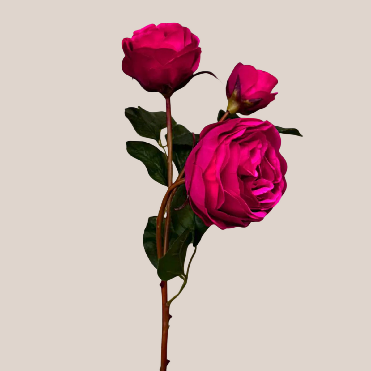 Rosa