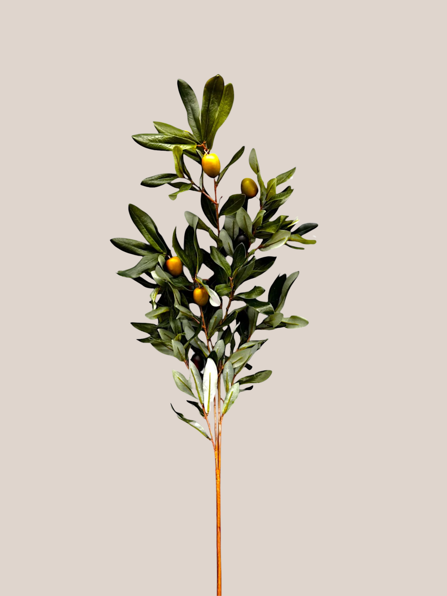 Olivo