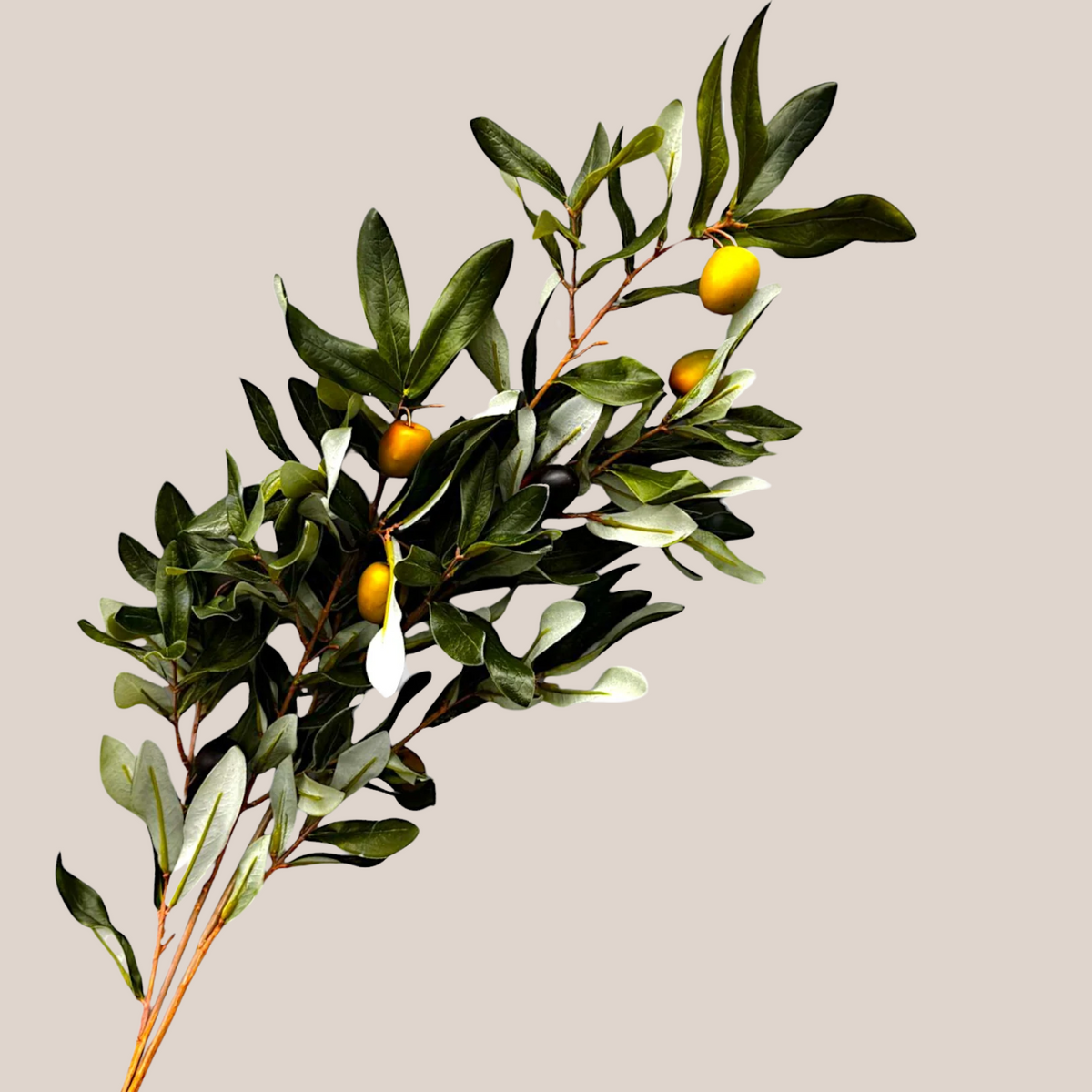 Olivo