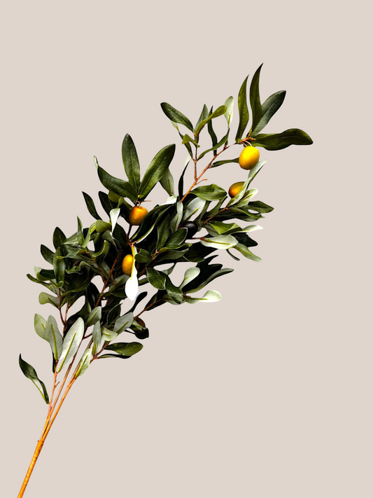 Olivo