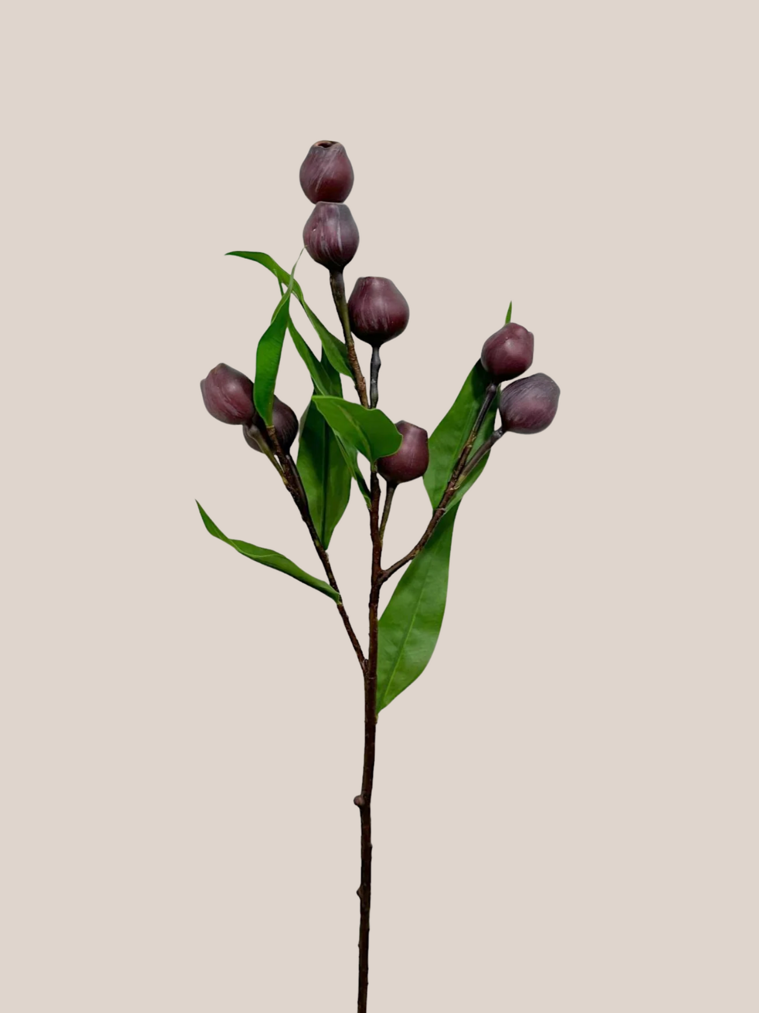 Fruto de Eucalipto