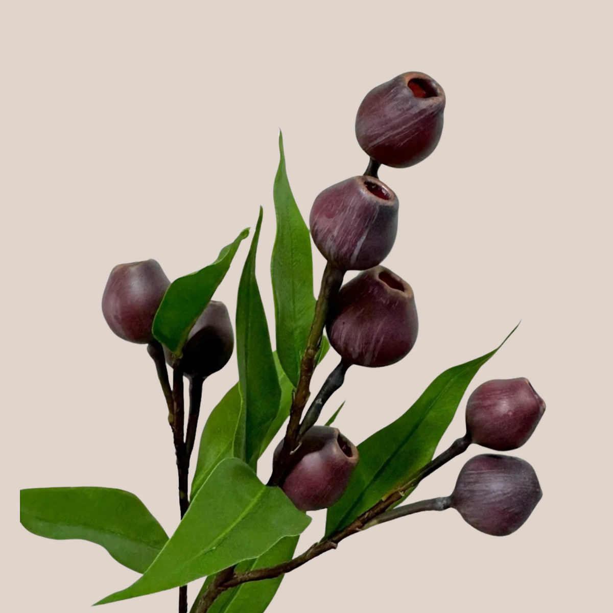 Fruto de Eucalipto