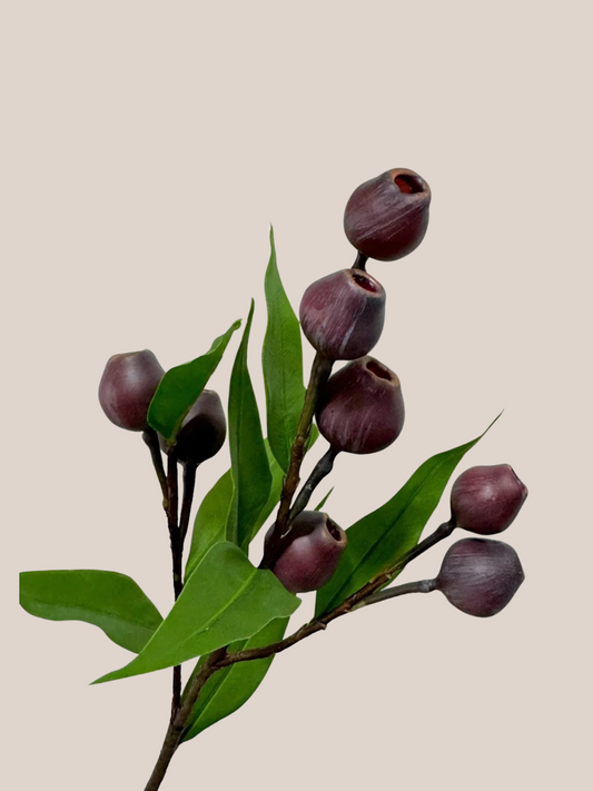 Fruto de Eucalipto