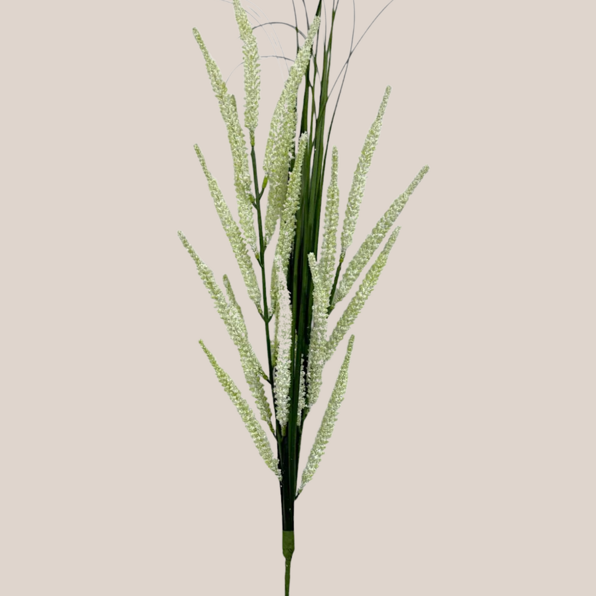 Astilbe